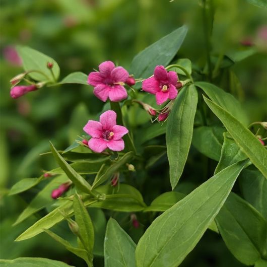 Jasminum beesianum